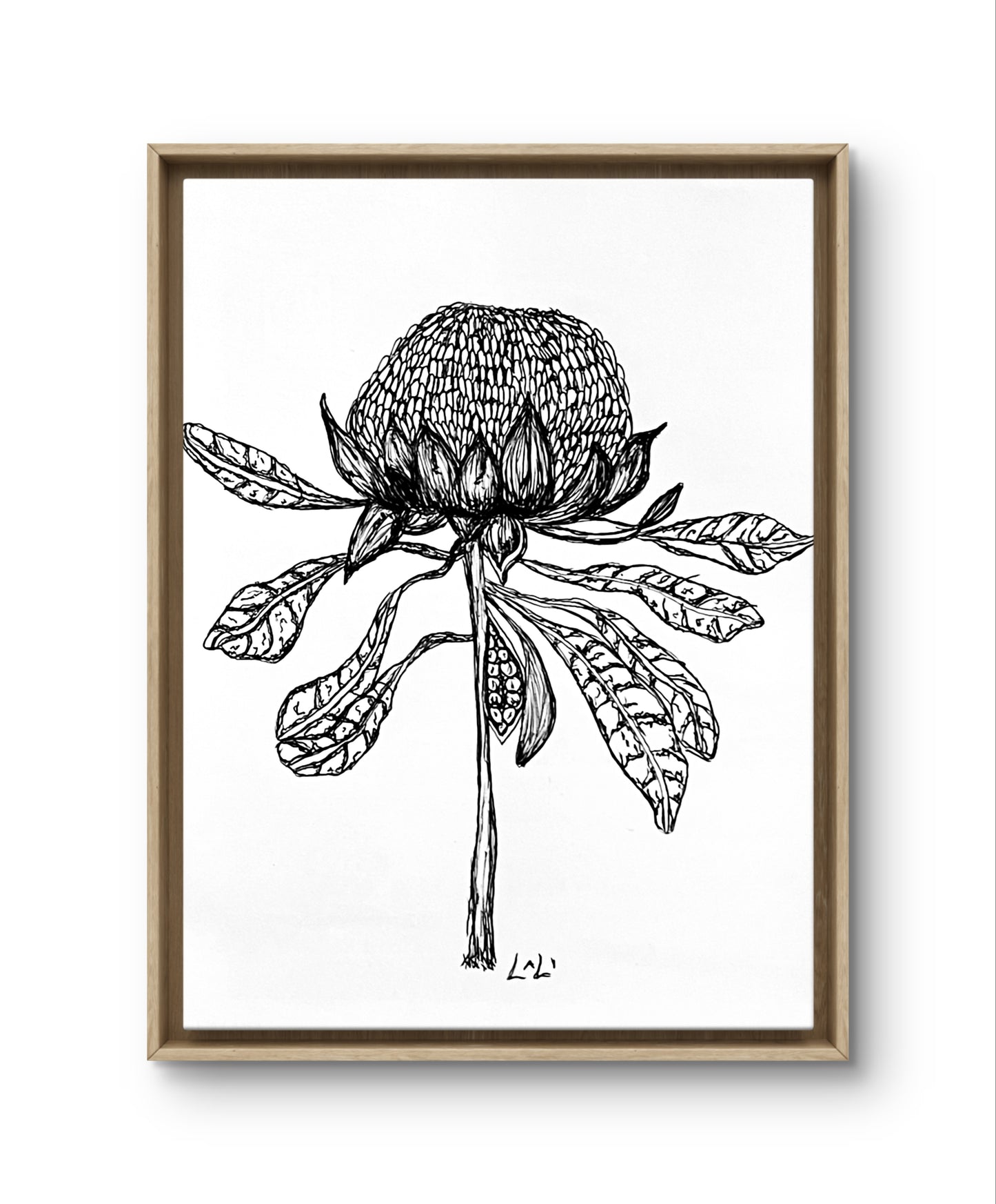 Waratah Black and white