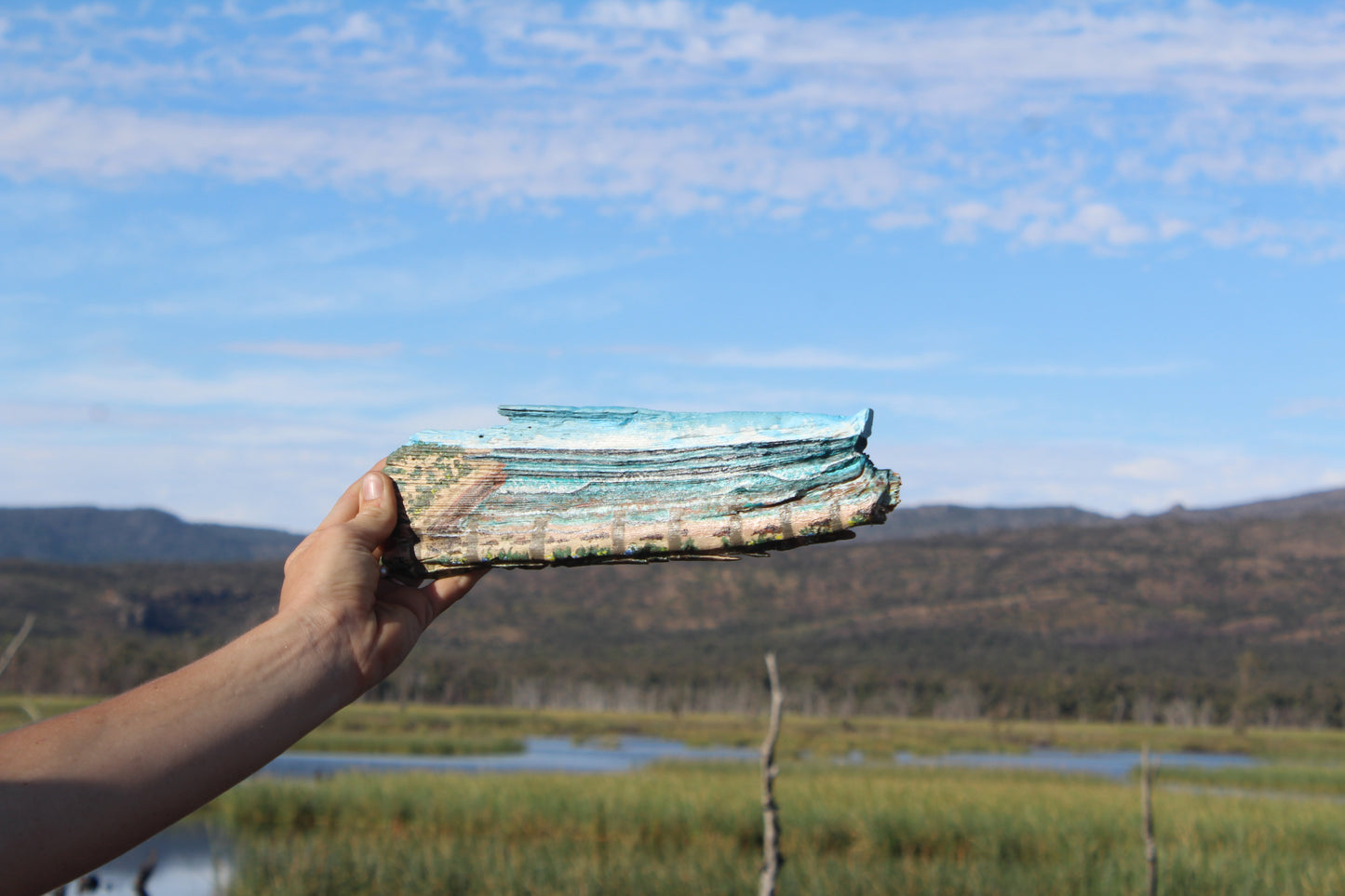 Cactus on driftwood
