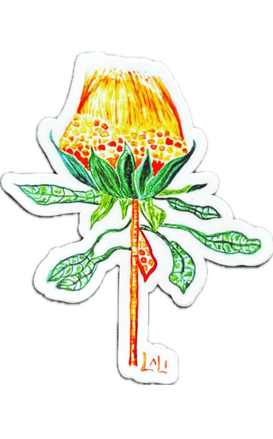 Waratah Flower