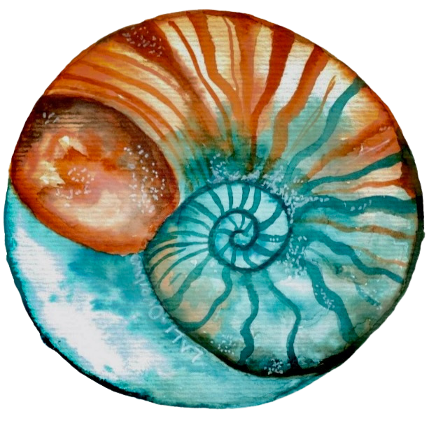 Nautilus